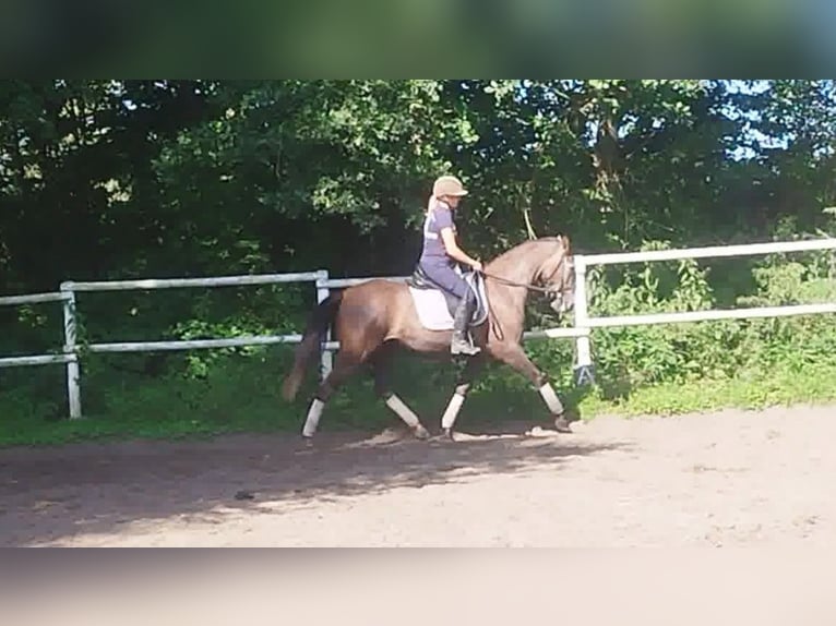 PRE Jument 4 Ans 160 cm Gris in Drage