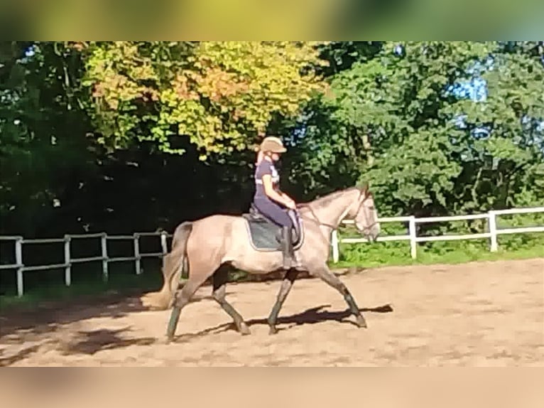 PRE Croisé Jument 4 Ans 160 cm Gris in Drage