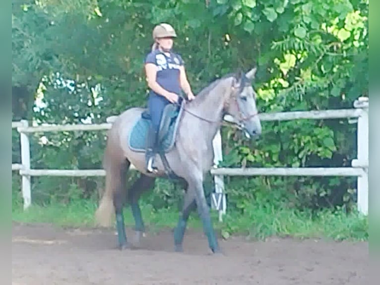 PRE Croisé Jument 4 Ans 160 cm Gris in Drage