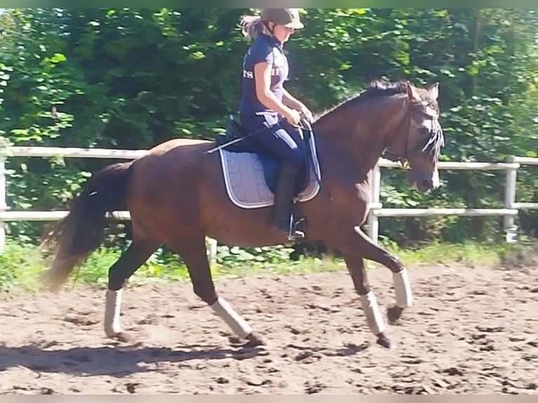 PRE Jument 4 Ans 160 cm Gris in Drage