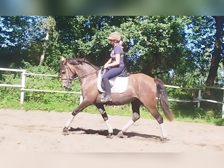 PRE Jument 4 Ans 160 cm Gris in Drage