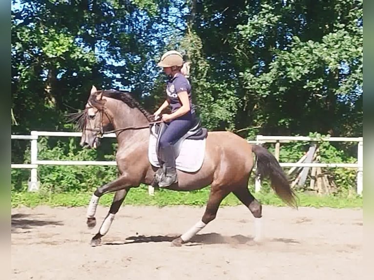 PRE Jument 4 Ans 160 cm Gris in Drage