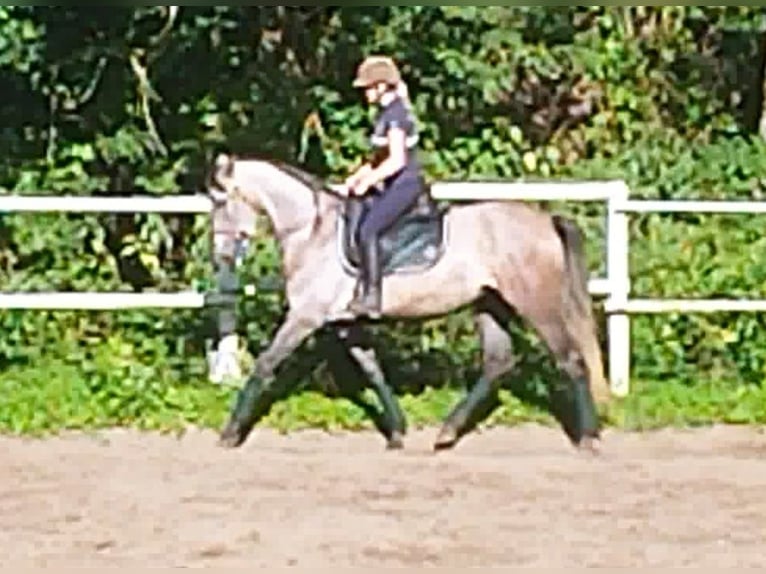 PRE Croisé Jument 4 Ans 160 cm Gris in Drage