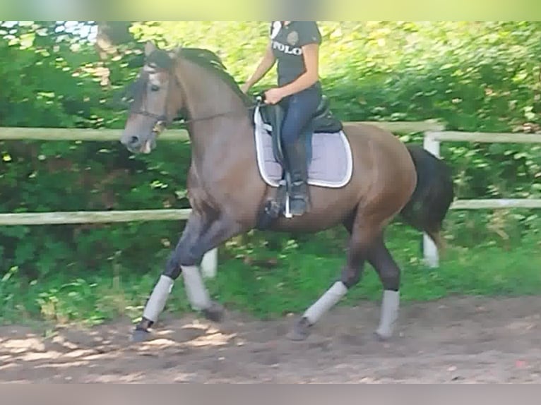 PRE Jument 4 Ans 160 cm Gris in Drage