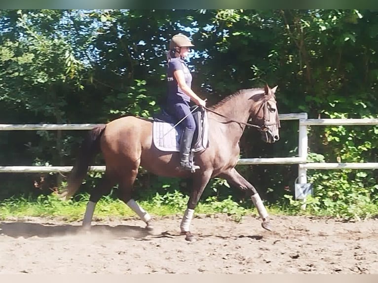 PRE Jument 4 Ans 160 cm Gris in Drage