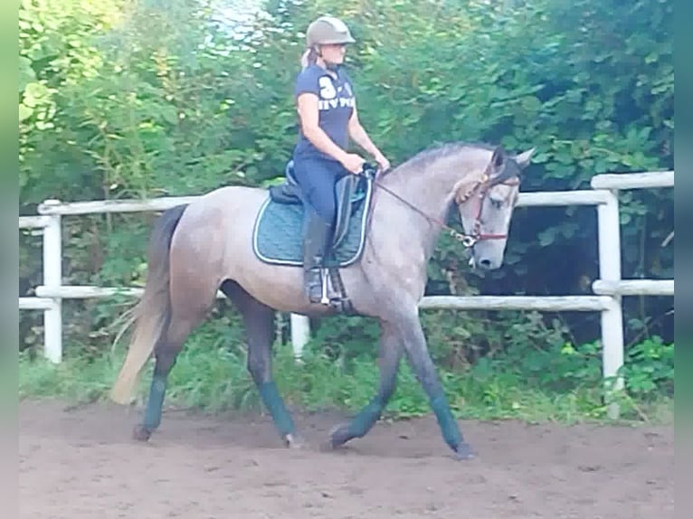 PRE Croisé Jument 4 Ans 160 cm Gris in Drage