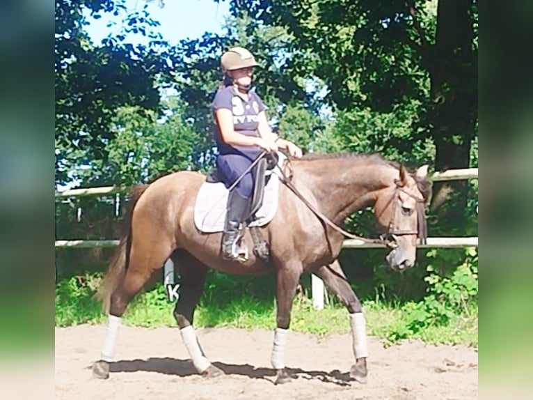 PRE Jument 4 Ans 160 cm Gris in Drage