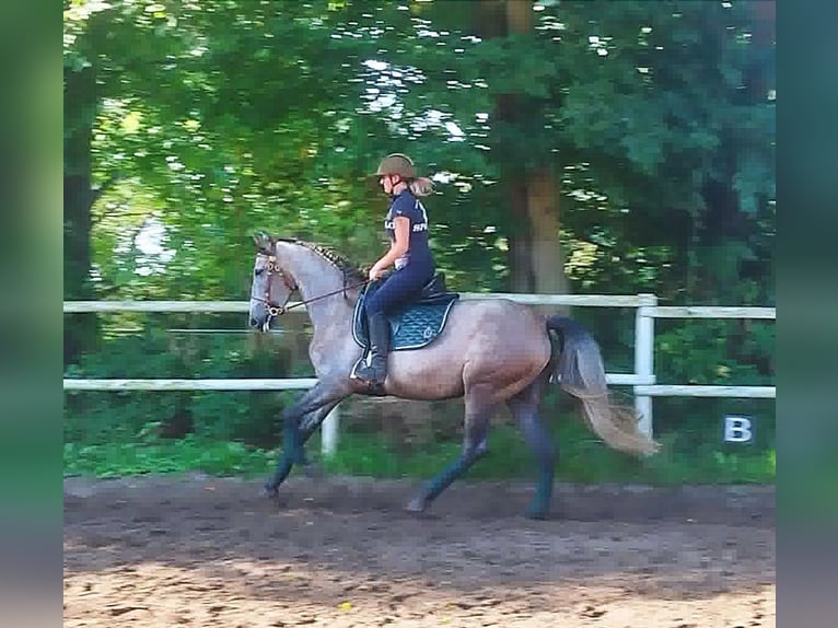 PRE Croisé Jument 4 Ans 160 cm Gris in Drage