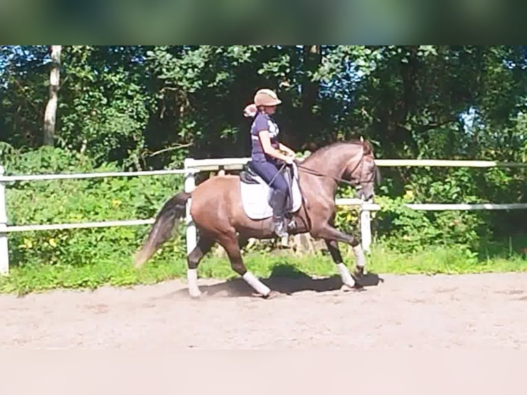 PRE Jument 4 Ans 160 cm Gris in Drage