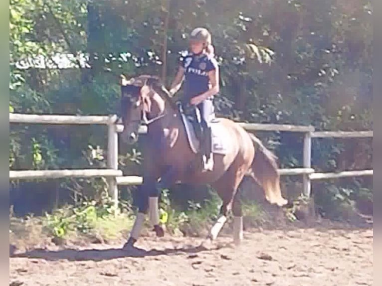 PRE Jument 4 Ans 160 cm Gris in Drage