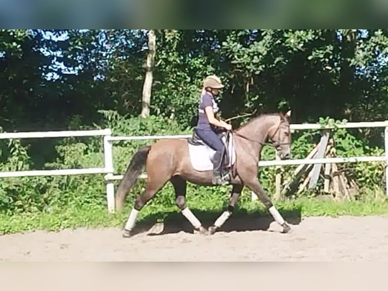 PRE Jument 4 Ans 160 cm Gris in Drage