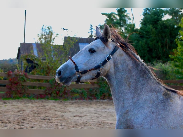 PRE Jument 4 Ans 160 cm Gris pommelé in Polenz