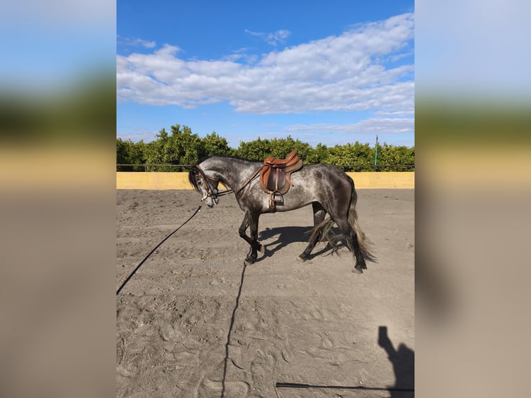 PRE Croisé Jument 4 Ans 160 cm Gris pommelé in Valencia