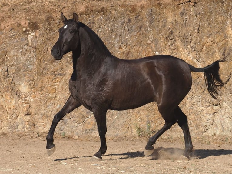 PRE Croisé Jument 4 Ans 160 cm Noir in NAVAS DEL MADRONO