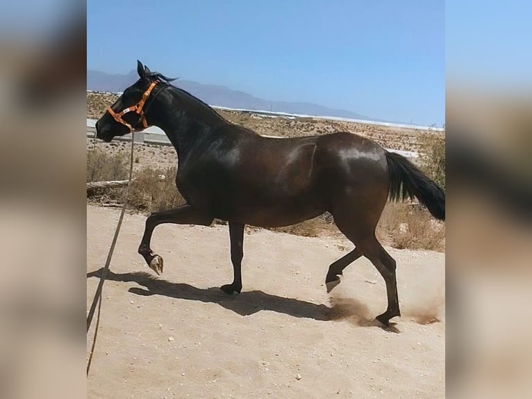 PRE Croisé Jument 4 Ans 160 cm Noir in Mazarrulleque