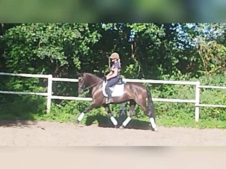 PRE Jument 4 Ans 160 cm Noir in Drage