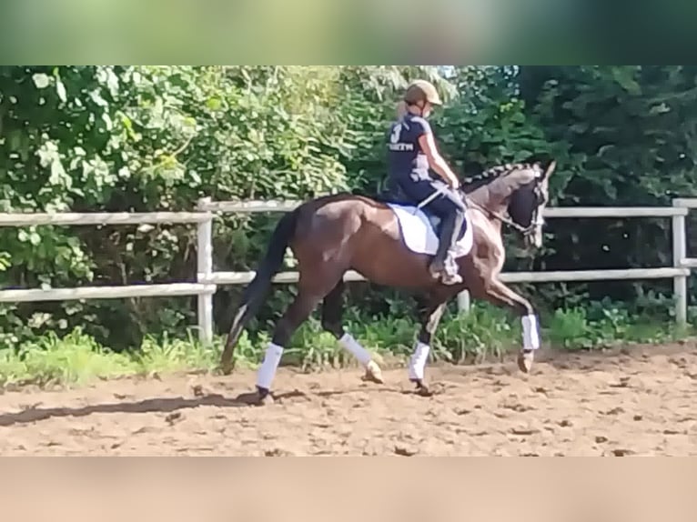 PRE Jument 4 Ans 160 cm Noir in Drage