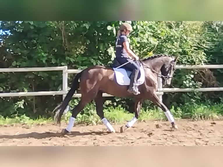 PRE Jument 4 Ans 160 cm Noir in Drage