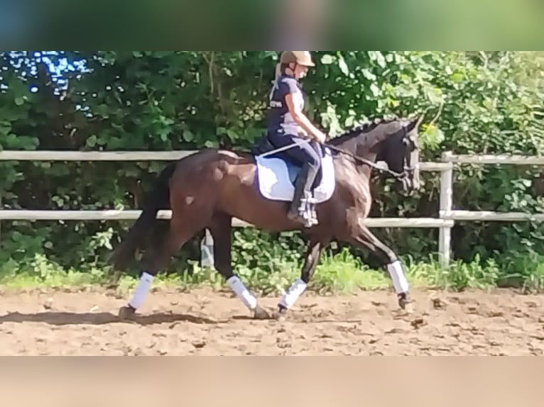 PRE Jument 4 Ans 160 cm Noir in Drage