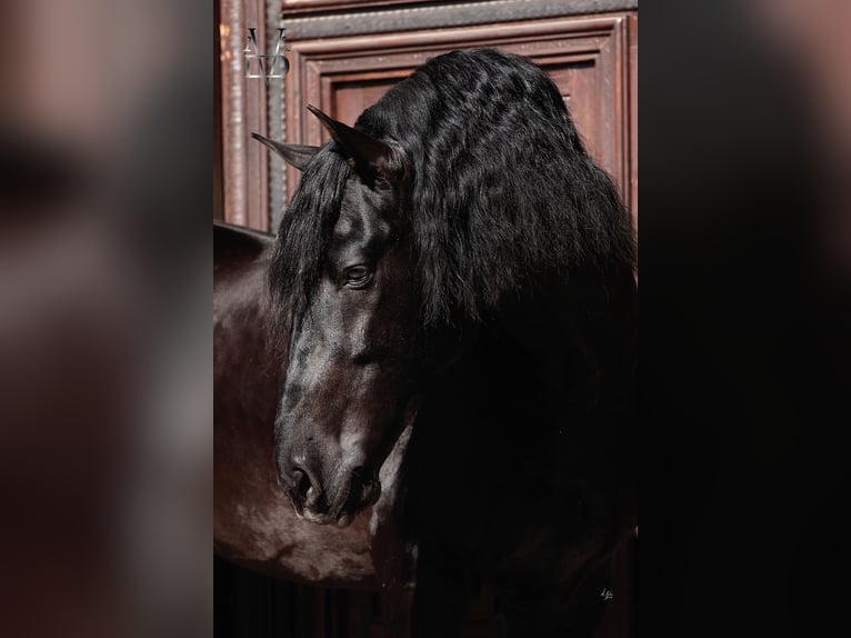 PRE Jument 4 Ans 160 cm Noir in La Vespière-Friardel