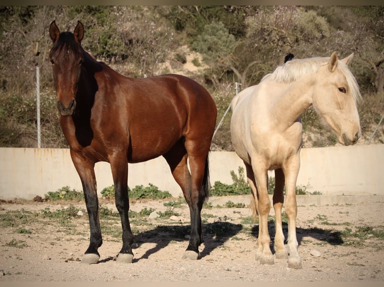 PRE Croisé Jument 4 Ans 160 cm Palomino in Valencia