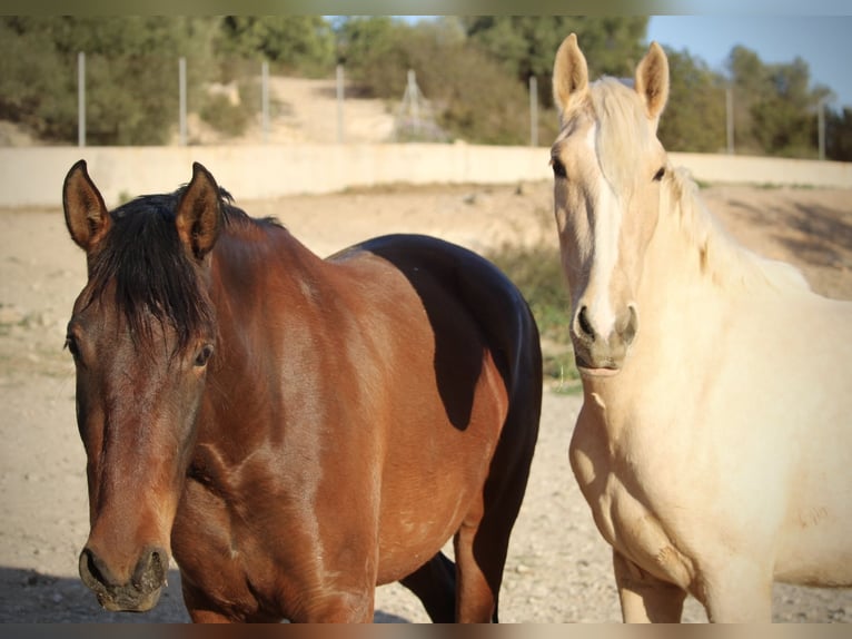 PRE Croisé Jument 4 Ans 160 cm Palomino in Valencia