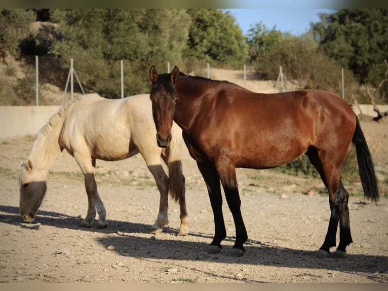 PRE Croisé Jument 4 Ans 160 cm Palomino in Valencia