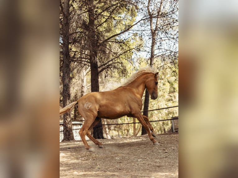 PRE Croisé Jument 4 Ans 160 cm Palomino in Alcoi/Alcoy
