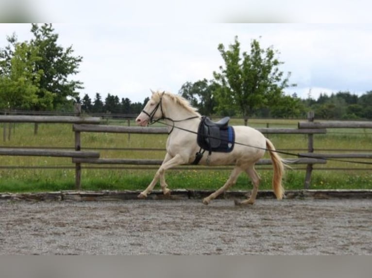 PRE Croisé Jument 4 Ans 160 cm Perlino in Balingen