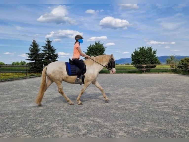 PRE Croisé Jument 4 Ans 160 cm Perlino in Balingen