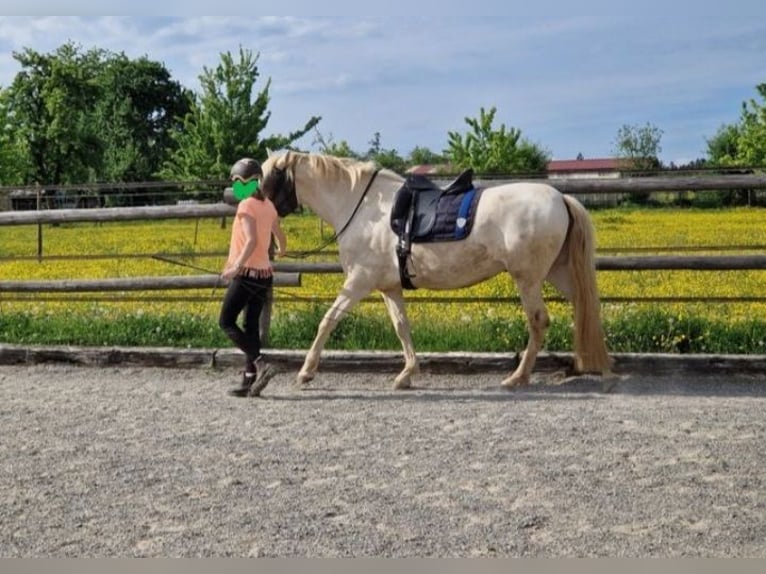 PRE Croisé Jument 4 Ans 160 cm Perlino in Balingen