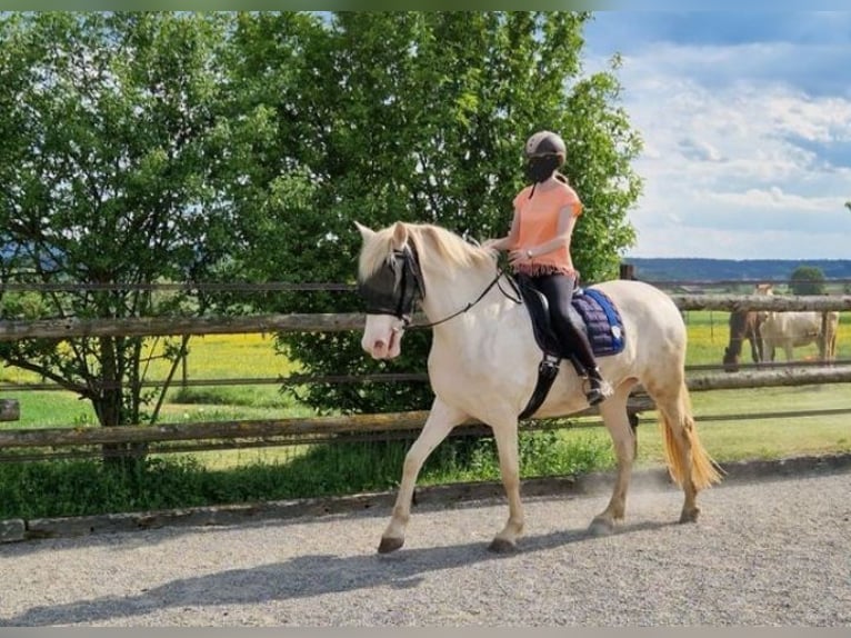 PRE Croisé Jument 4 Ans 160 cm Perlino in Balingen