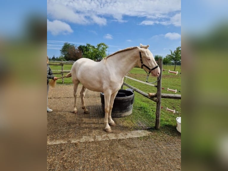 PRE Croisé Jument 4 Ans 160 cm Perlino in Balingen