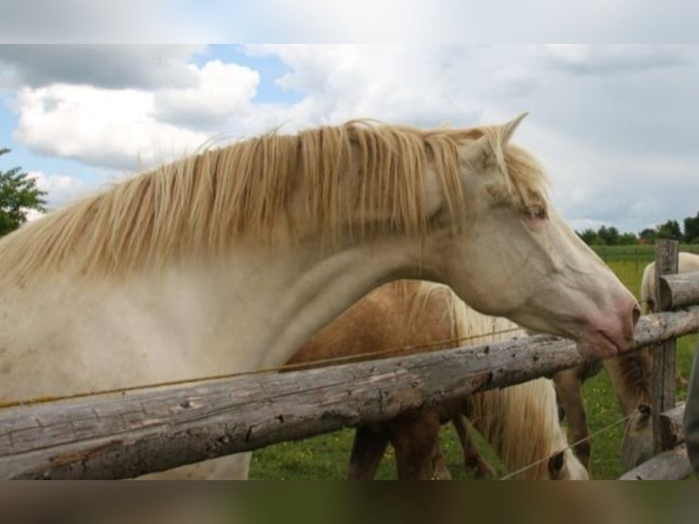 PRE Croisé Jument 4 Ans 160 cm Perlino in Balingen