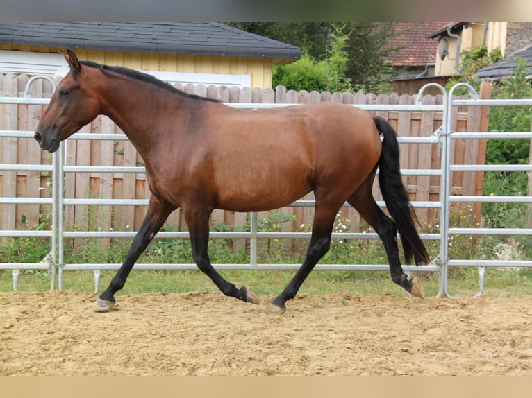 PRE Croisé Jument 4 Ans 161 cm Bai in Brauweiler