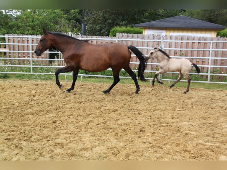 PRE Croisé Jument 4 Ans 161 cm Bai in Brauweiler