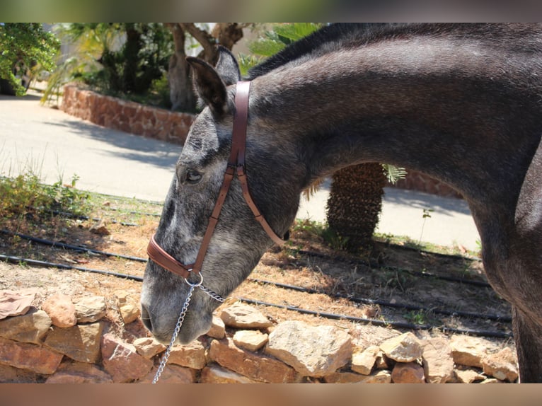 PRE Croisé Jument 4 Ans 161 cm Gris in Rafelguaraf