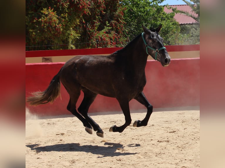 PRE Croisé Jument 4 Ans 161 cm Gris in Rafelguaraf