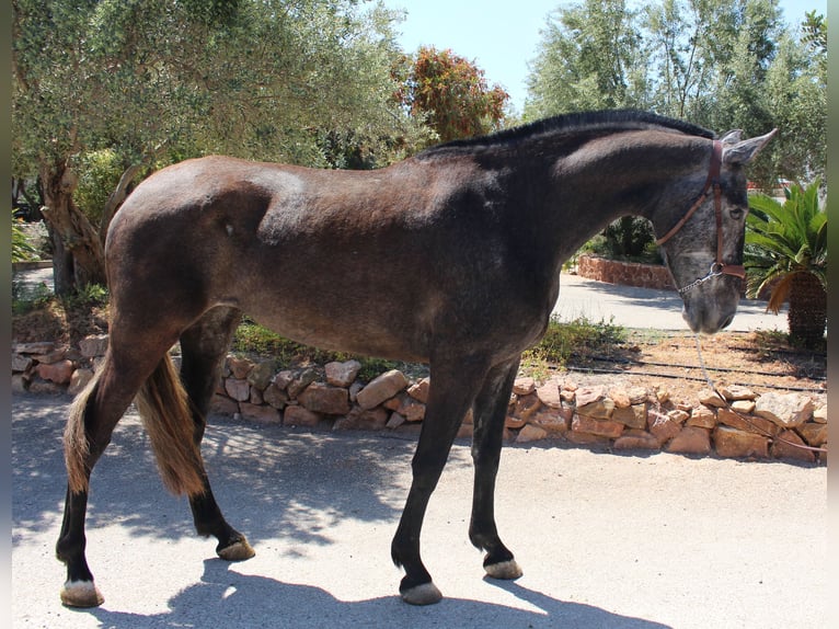 PRE Croisé Jument 4 Ans 161 cm Gris in Rafelguaraf