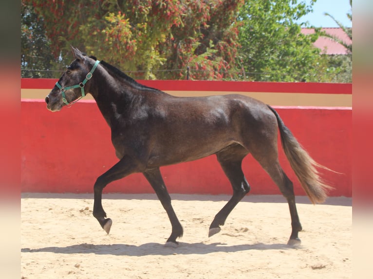 PRE Croisé Jument 4 Ans 161 cm Gris in Rafelguaraf