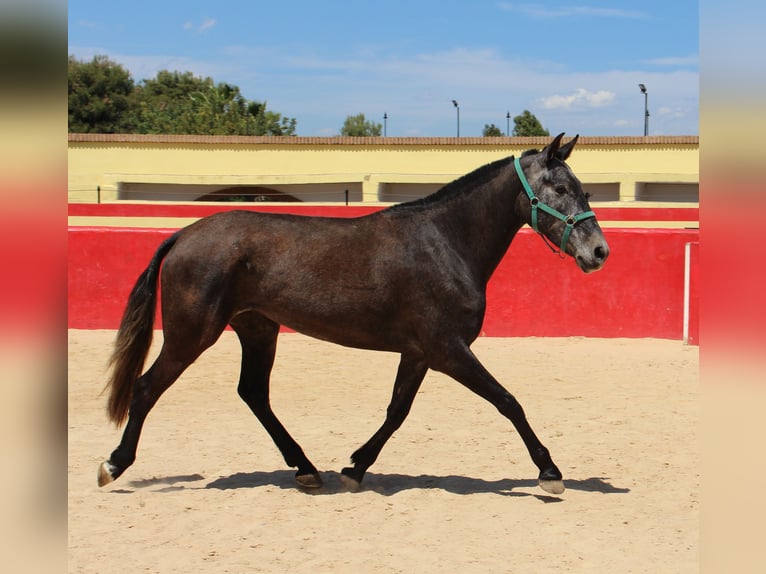 PRE Croisé Jument 4 Ans 161 cm Gris in Rafelguaraf