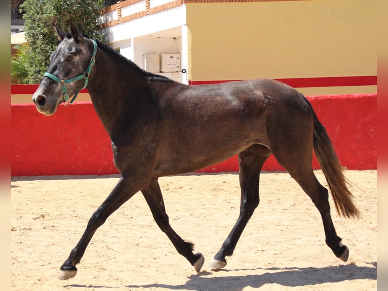 PRE Croisé Jument 4 Ans 161 cm Gris in Rafelguaraf