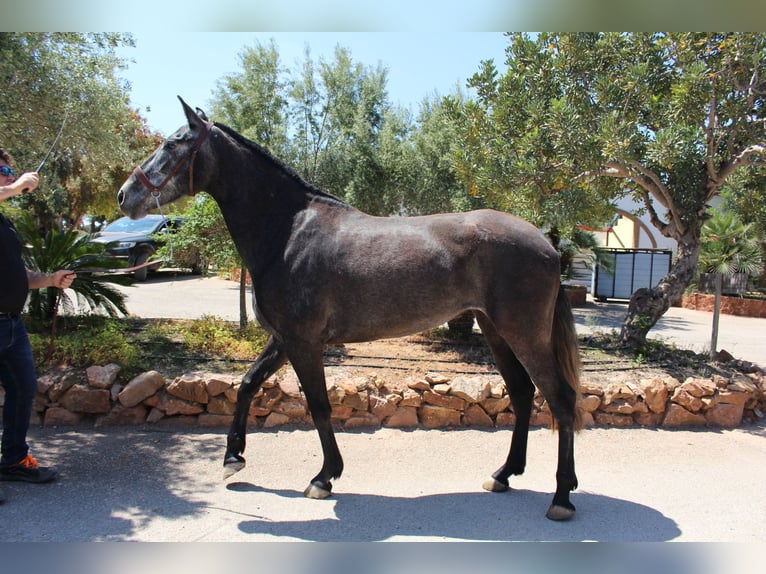 PRE Croisé Jument 4 Ans 161 cm Gris in Rafelguaraf