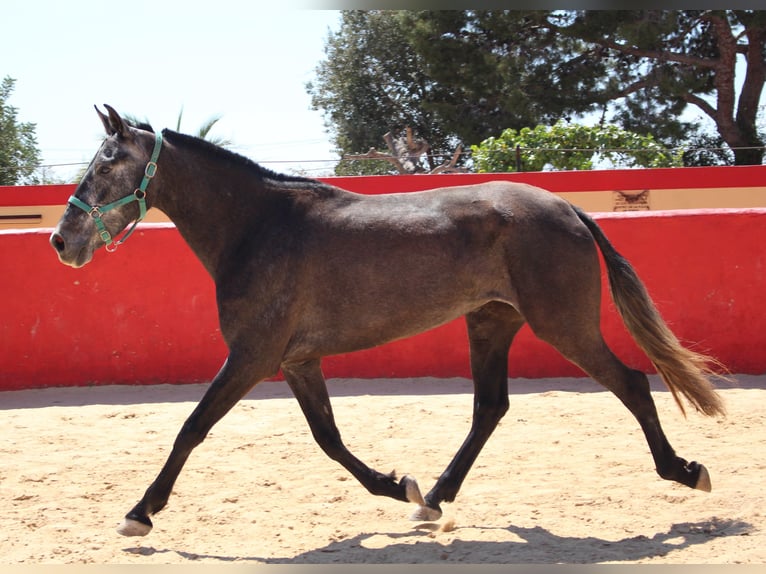 PRE Croisé Jument 4 Ans 161 cm Gris in Rafelguaraf