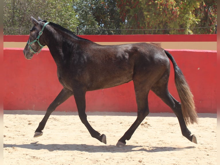 PRE Croisé Jument 4 Ans 161 cm Gris in Rafelguaraf