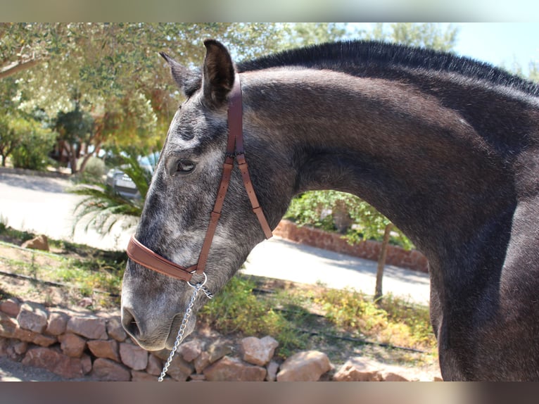 PRE Croisé Jument 4 Ans 161 cm Gris in Rafelguaraf