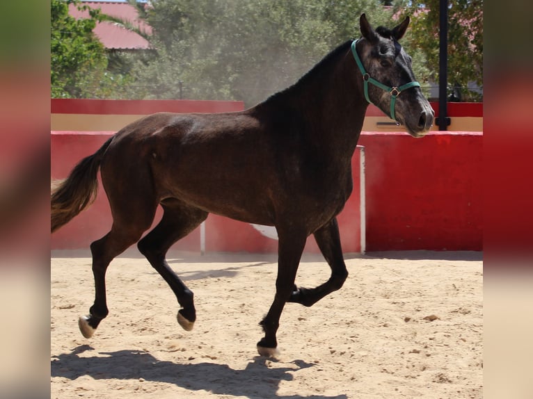 PRE Croisé Jument 4 Ans 161 cm Gris in Rafelguaraf