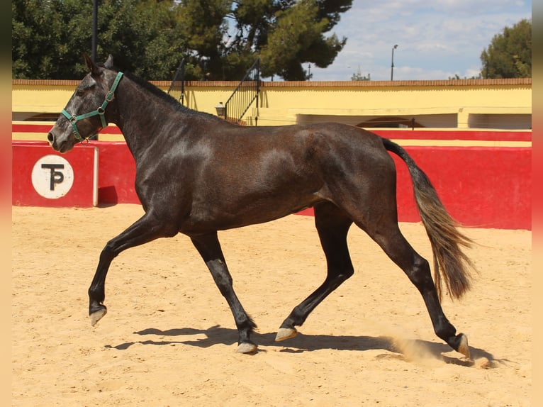 PRE Croisé Jument 4 Ans 161 cm Gris in Rafelguaraf