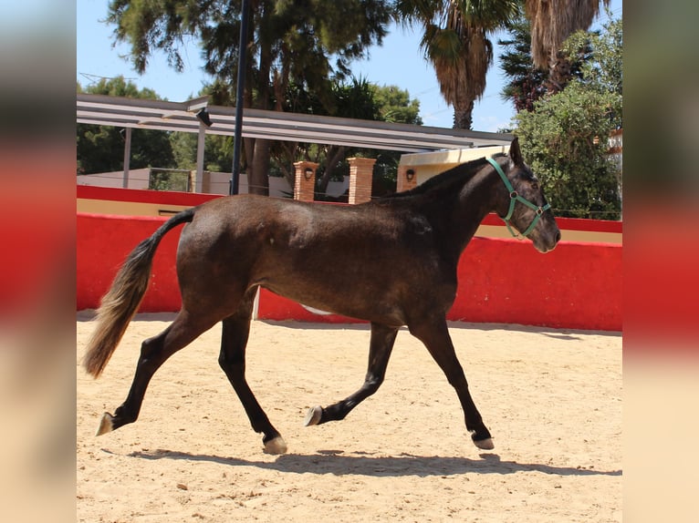 PRE Croisé Jument 4 Ans 161 cm Gris in Rafelguaraf