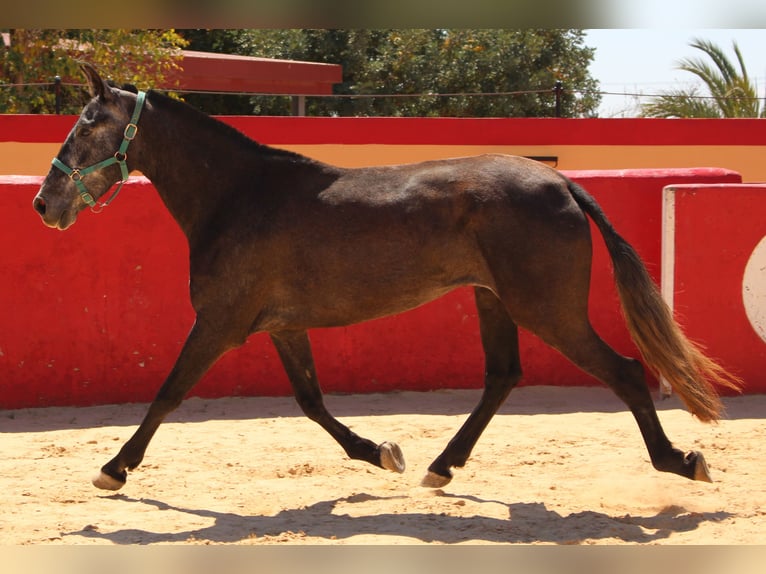 PRE Croisé Jument 4 Ans 161 cm Gris in Rafelguaraf